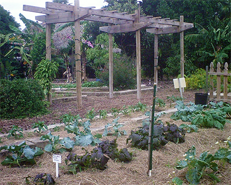 News And Events November Vegetable Gardening