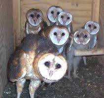 cute family of barn owls