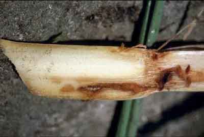 chew marks dark brown from larva eating