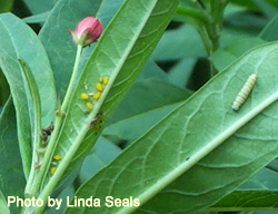 Aphids and monarch butterfly caterpillars share butterfly weed.