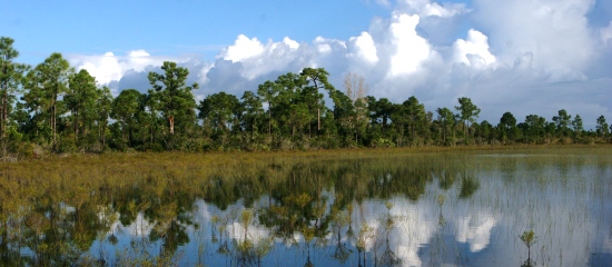 Picture of open water wetland and slash pine forest at Loxahatchee Slough Natural Area