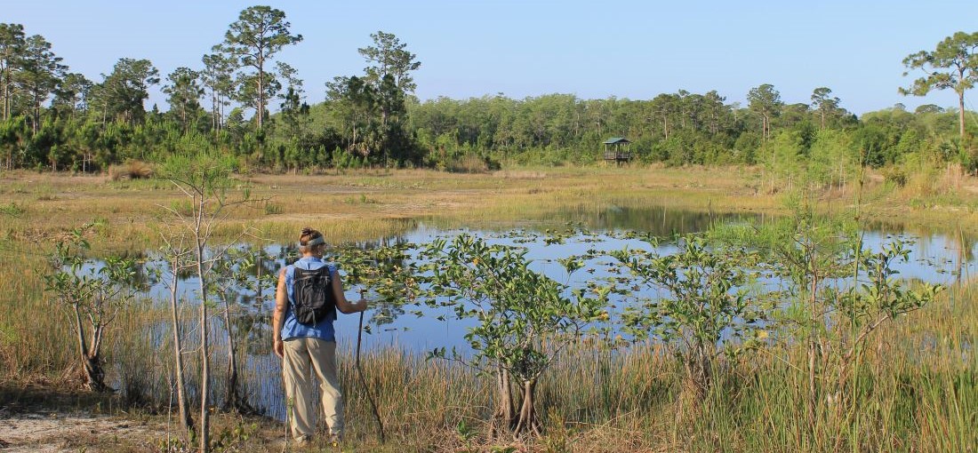 Natural Areas Site Steward observing wetland