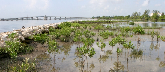 Picture of a restored mangrove island in Lake Worth Lagoon Estuary