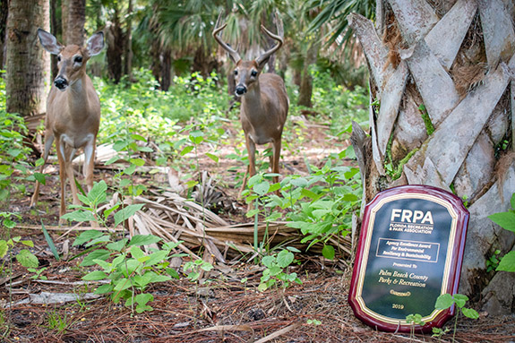 award with deer in background