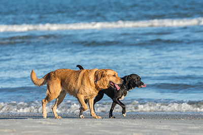 dogs walking on beach