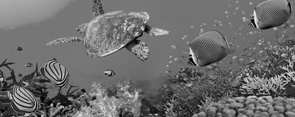 Turtle and fish swimming