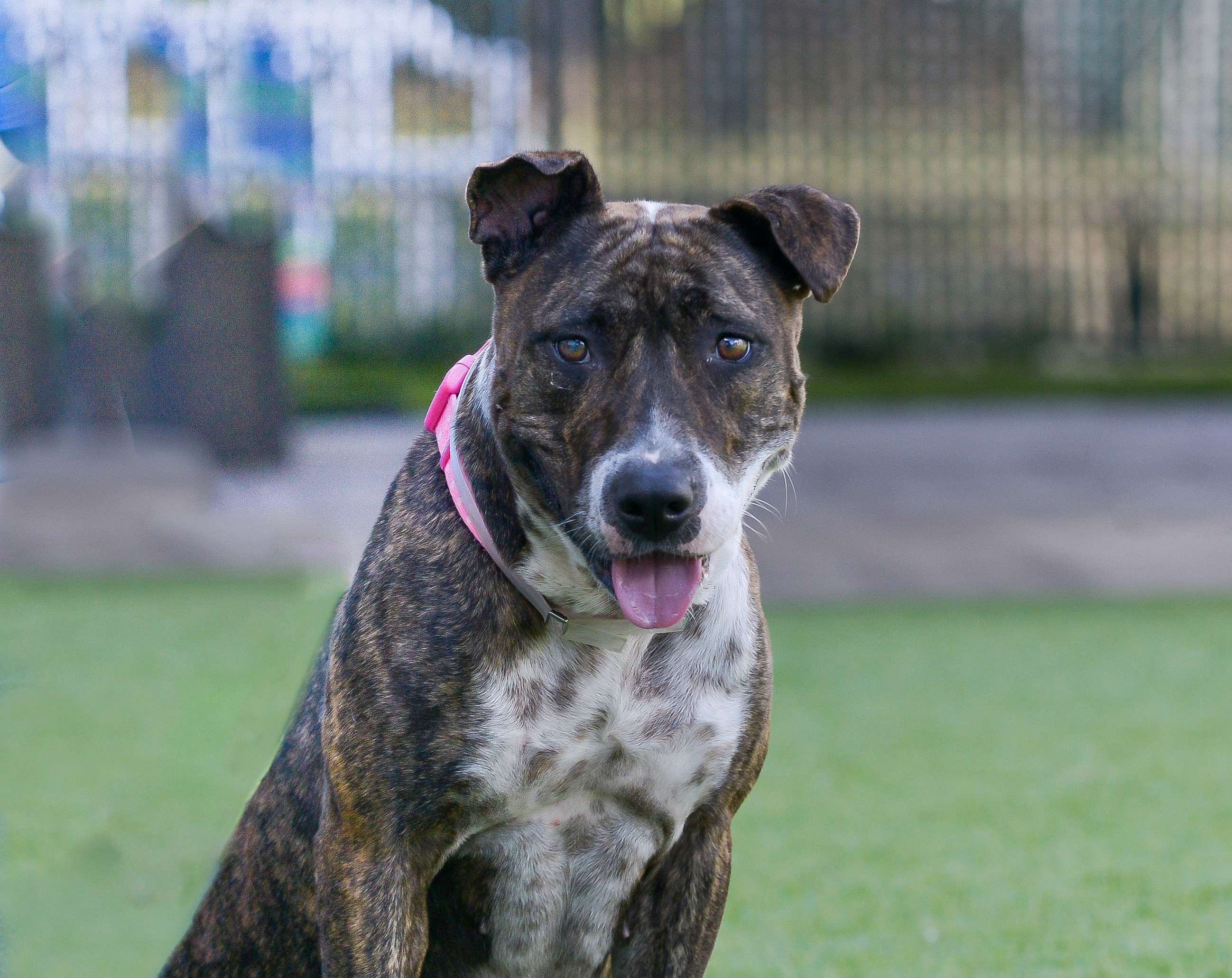 Public Safety Animal Care Home