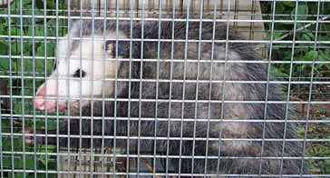 possum in a cage