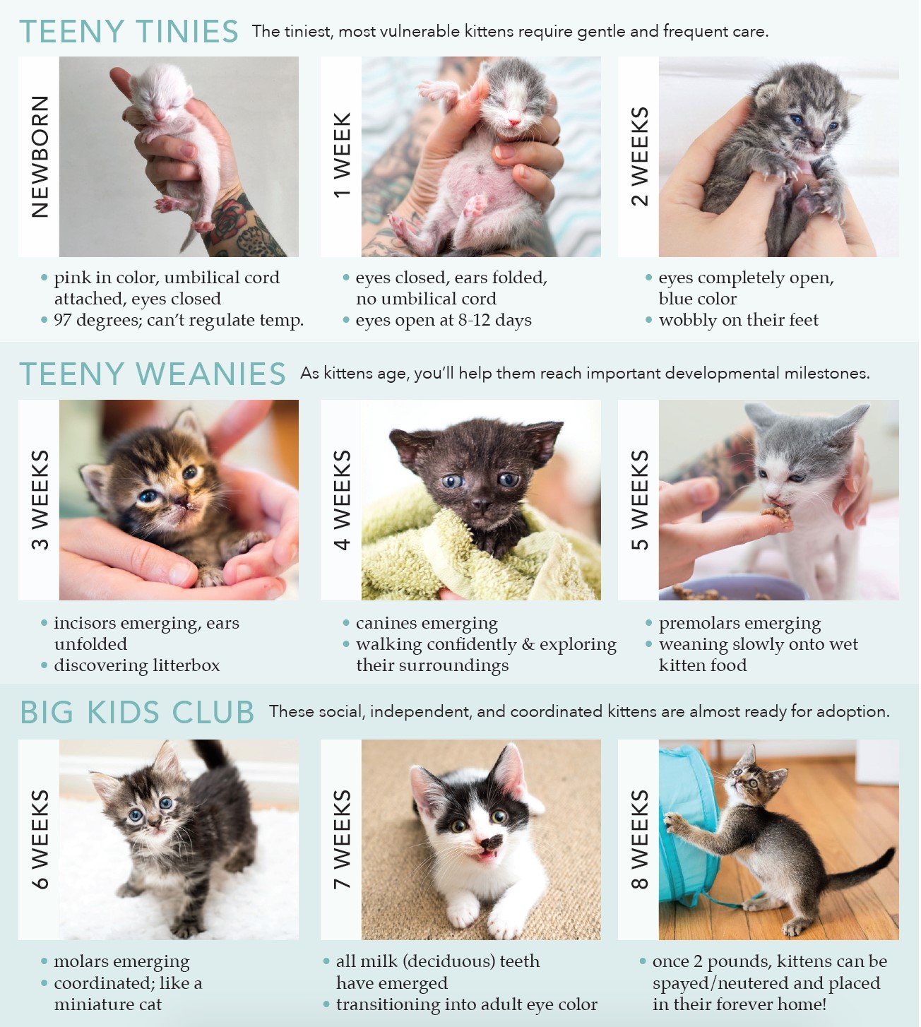 Determining a kitten's age