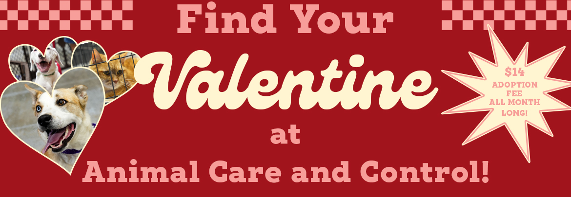 PBC Animal Care & Control Valentine Web Banner image