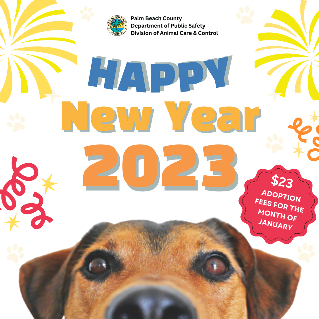 ACC New Years Adoption Special image