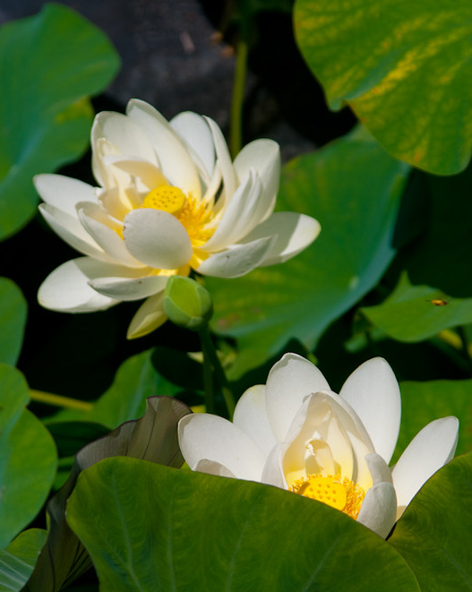 /NewsroomImages/0426/Mounts%20Botanical%20Garden%20flower.png