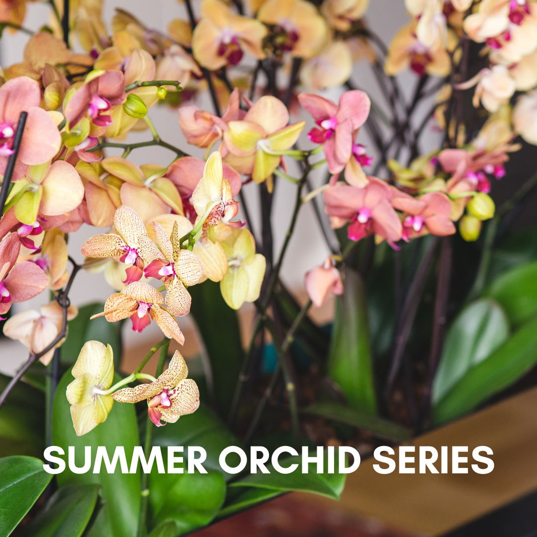 /NewsroomImages/0625/Summer-Orchid-Series.png