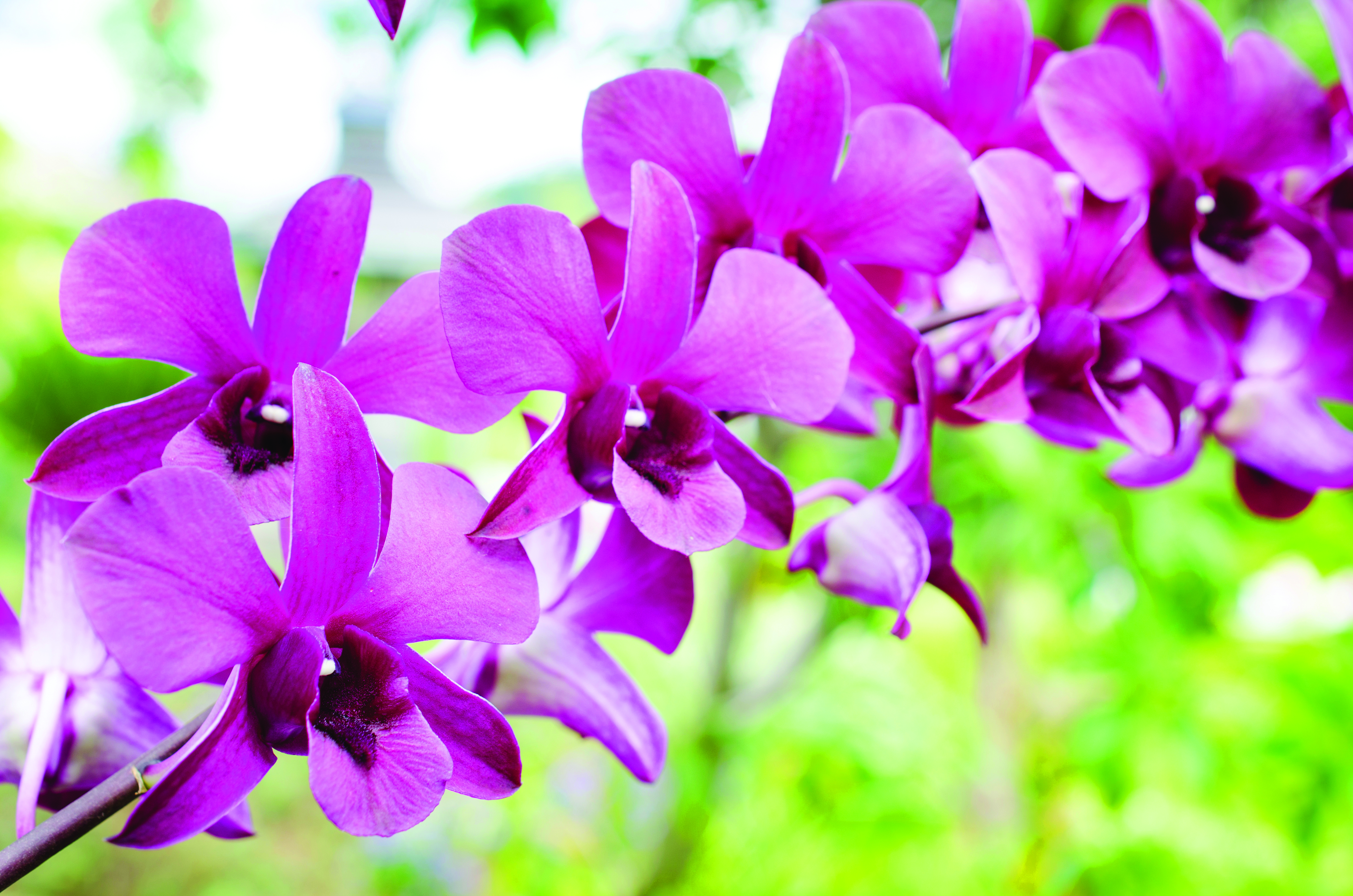 /NewsroomImages/0725/Orchids.jpg