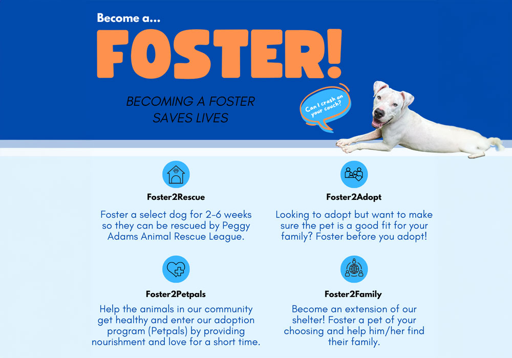 Animal Care & Control Foster image