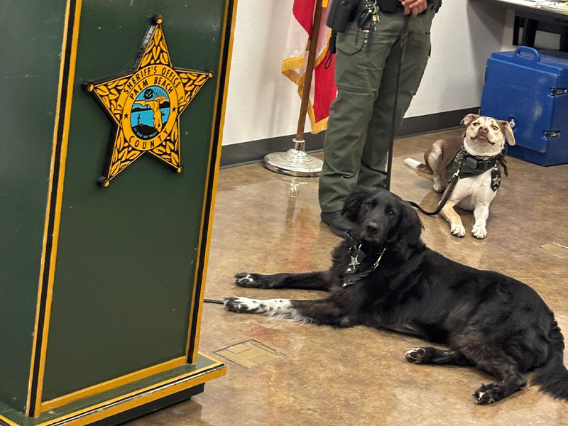 PBSO Therapy Dogs