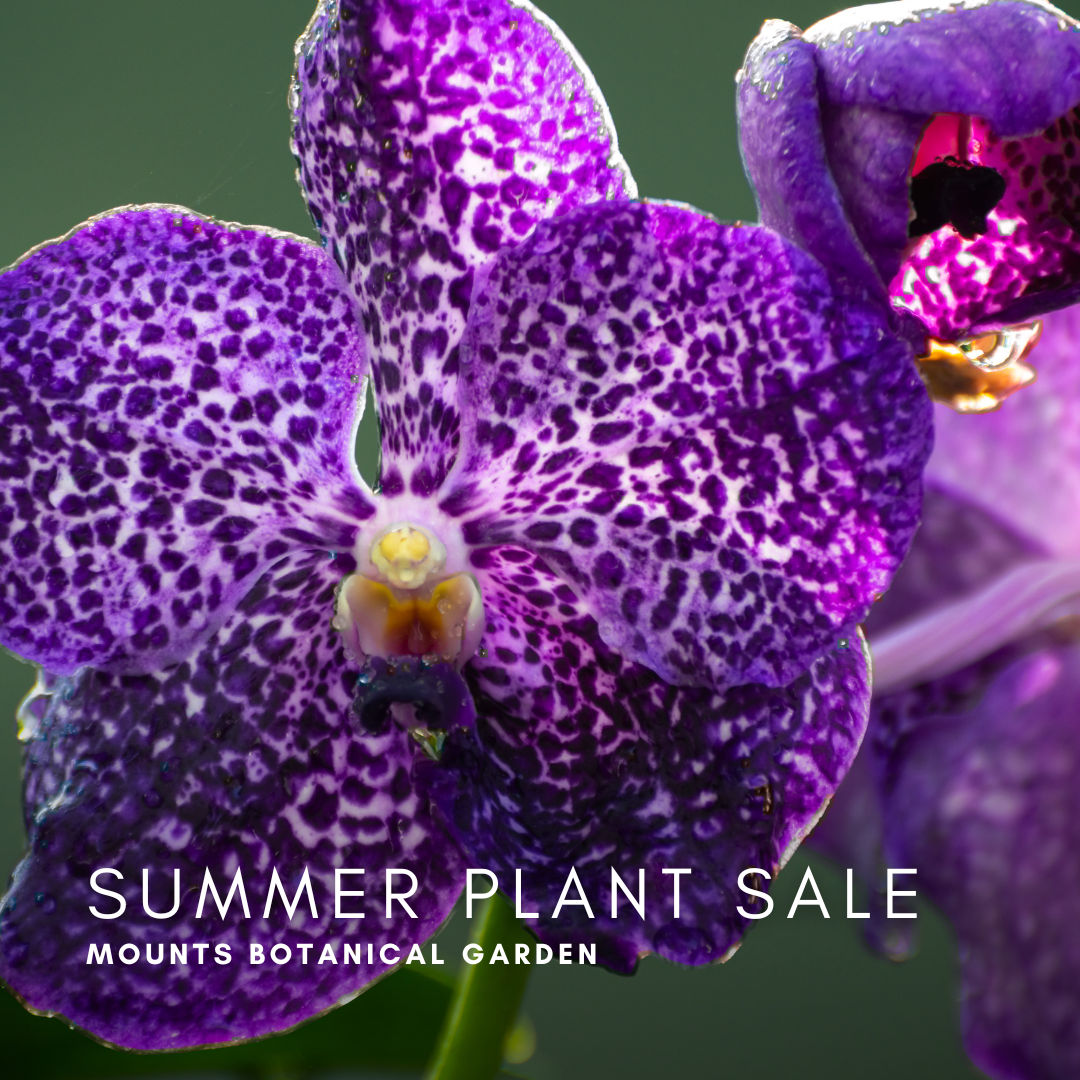 /NewsroomImages/0925/1-Summer-Plant-Sale.png
