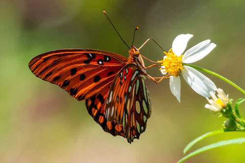 Pollinator web image