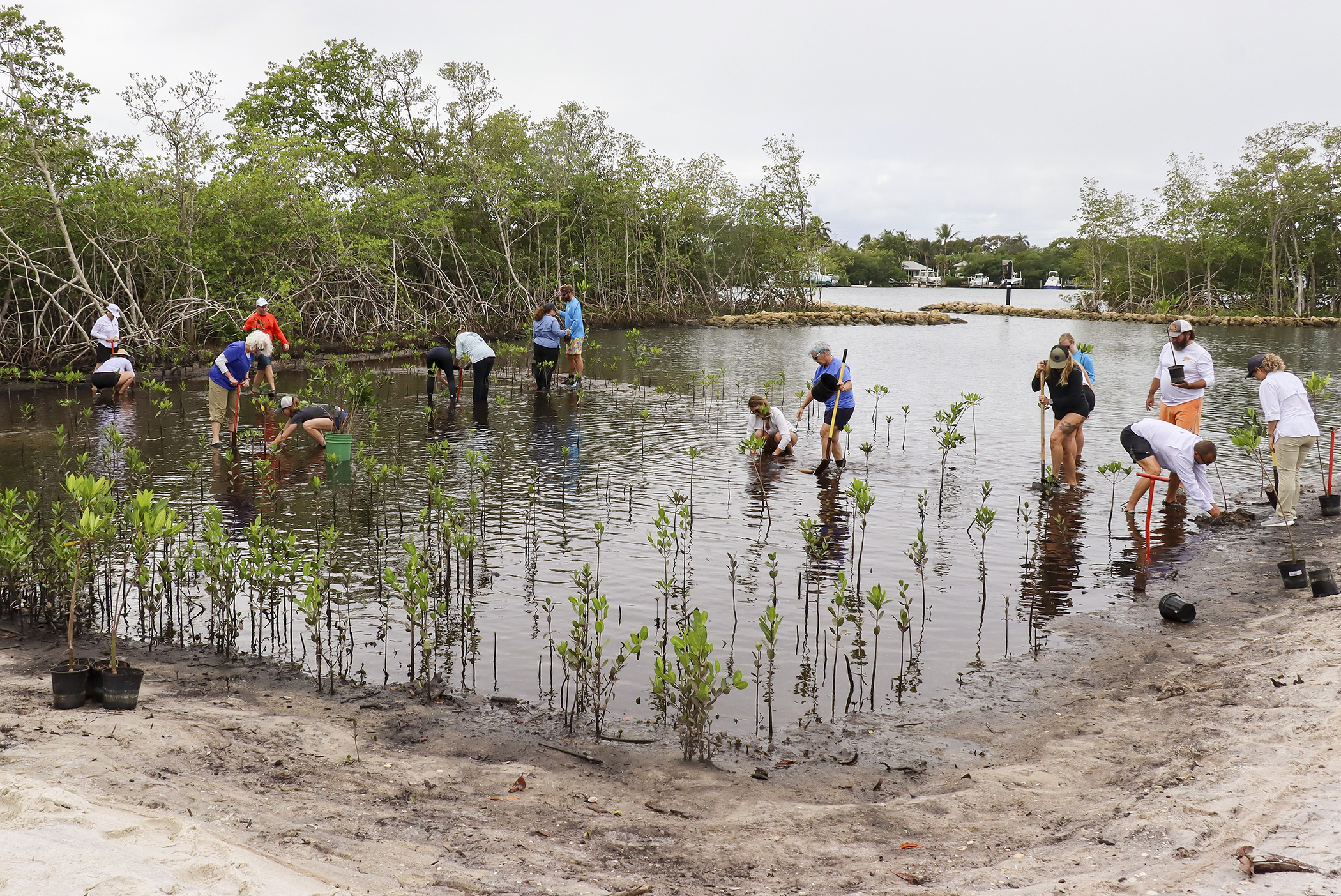 http://pbcauthor/NewsroomImages/1123/planting mangroves - 9653 - small.jpg