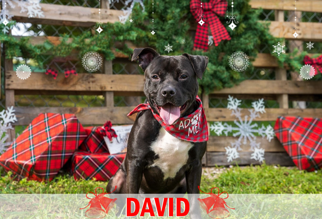 David Animal Care & Control - Christmas image