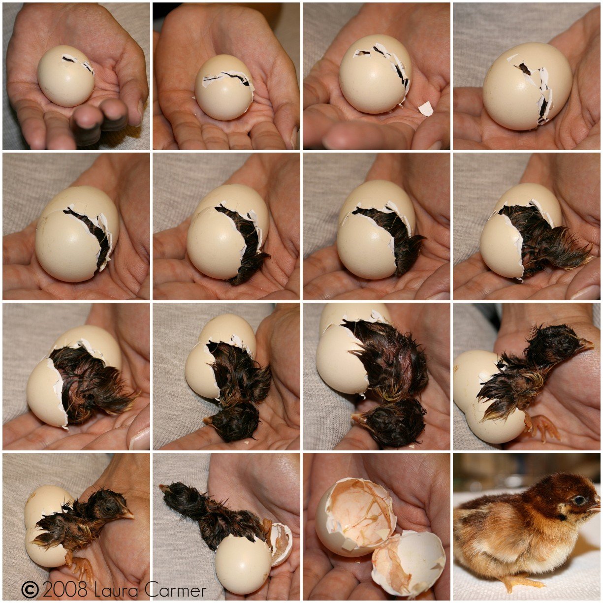 stages of a chick hatching from an egg