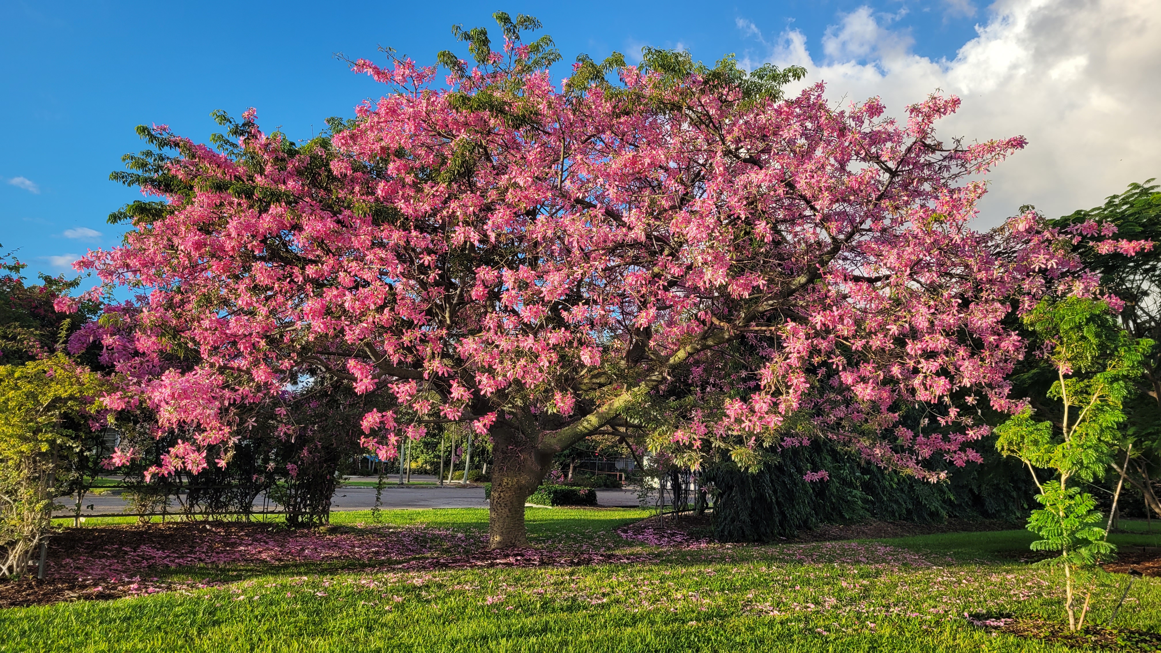 Beautiful Flowering Tree in South Florida