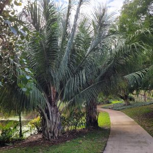 http://pbcauthor/coextension/SiteImages/News/High Plateau Coconut Palm.jpg