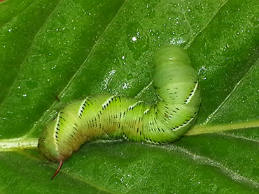 green worm on leaf