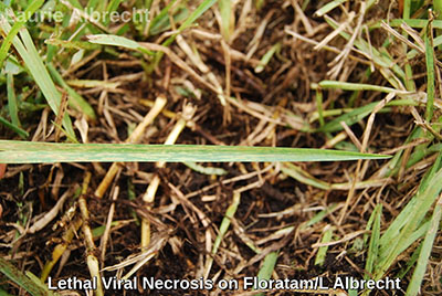 Lethal Viral Necrosis on grass