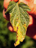 Leaf with brown spots decaying