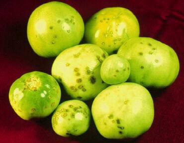 green tomatoes with black spots