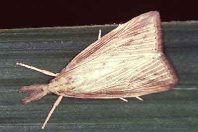 adult larva looks like a moth