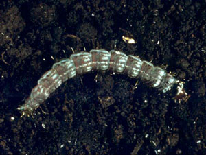 Green white wormlike larvae