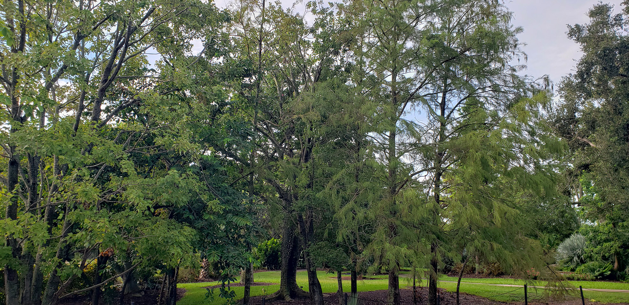 native trees