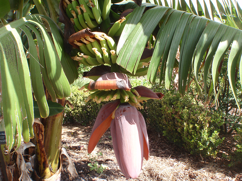 Banana plant flowering and fruiting