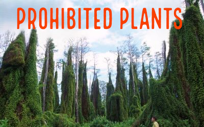 Old world climbing fern covering cypress trees