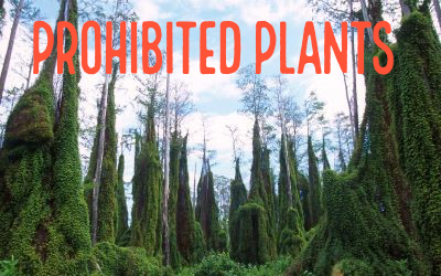 Old world climbing fern covering cypress trees