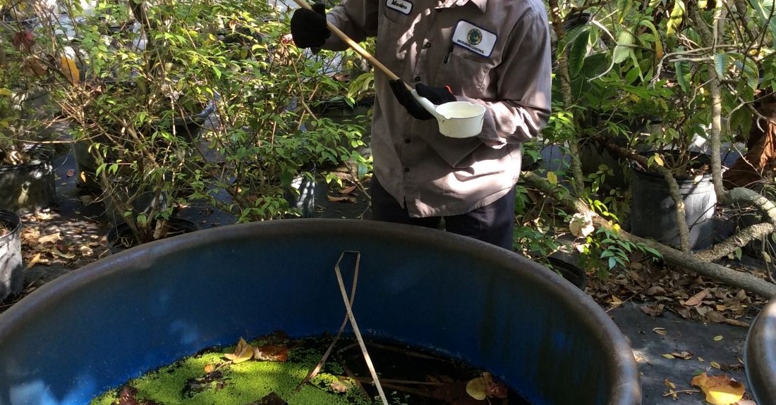 Mosquito Control Inspector Checking for mosquito larvae