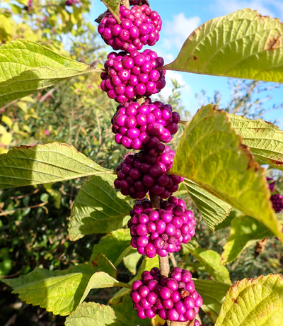 Close up of the berries on beautyberry
