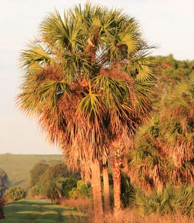 Cluster of cabbage palm trees