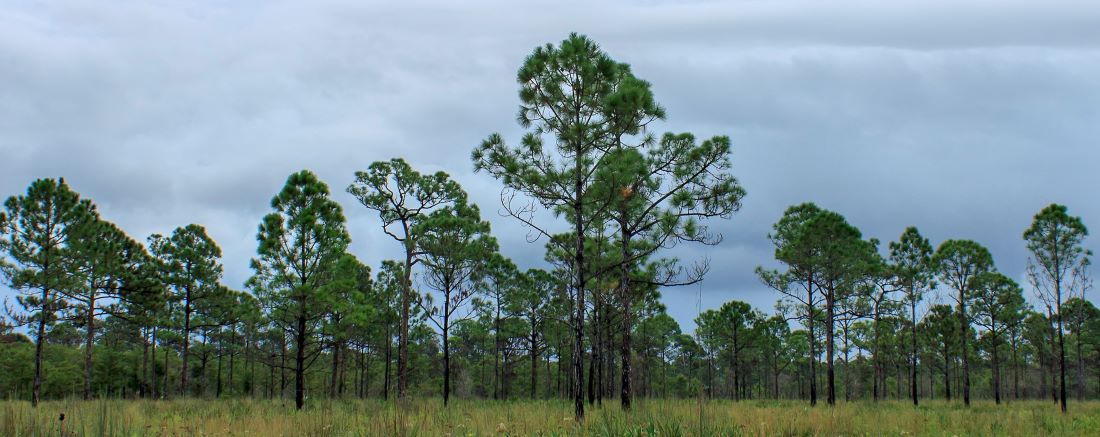 Picture showing native canopy of slash pine trees
