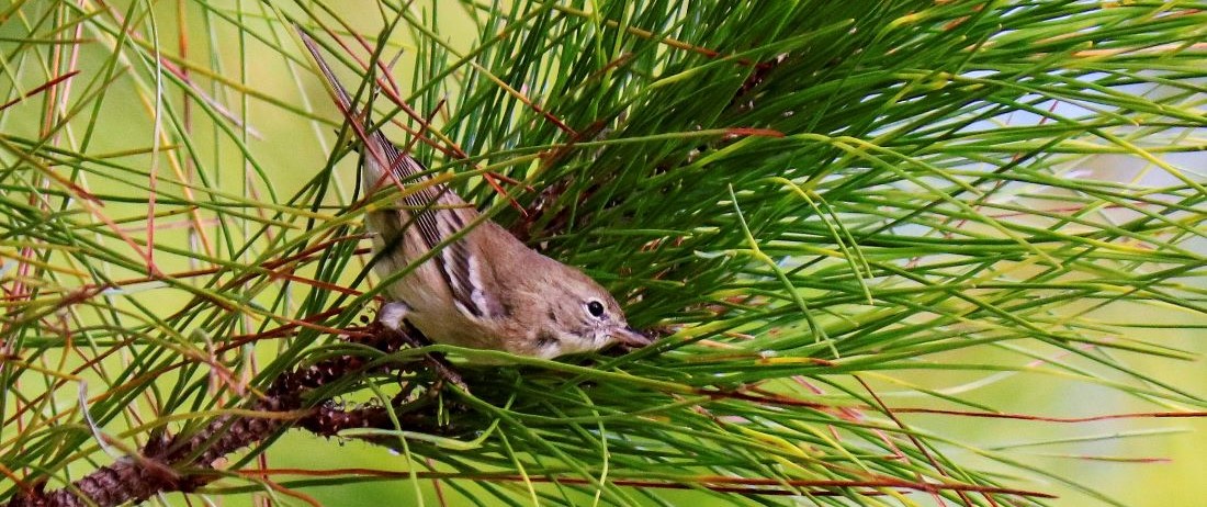 Pine warbler bird in tree top
