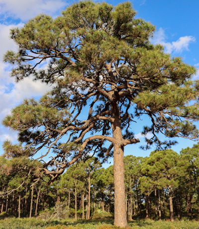 Mature Slash pine tree