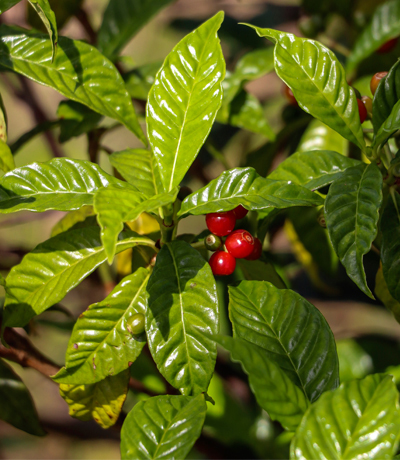 Close up image of wild coffee leaves and berries