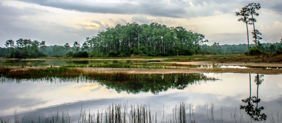 Picture of a restored open water wetland in the foreground and a cypress tree dome in the background at Cypress Creek
