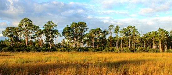 Picture of open grassland and pine tree forest at Hungryland Slough Natural Area