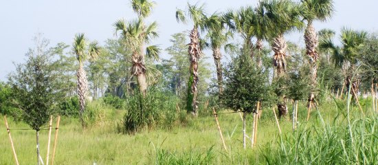 Picture of tree lined wildlife cooridor between Loxahatchee Refuge and Corbett Management Area