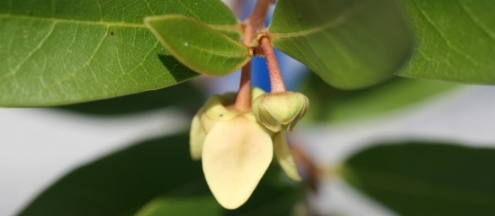 Close up picture of a four-petaled pawpaw flower in bloom at Pawpaw Natural Area