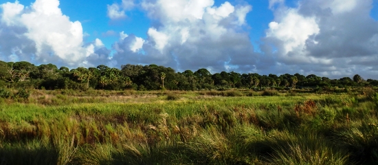 Picture of open grasslands in the foreground and slash pine trees in the background at Yamato Scrub Natural Area