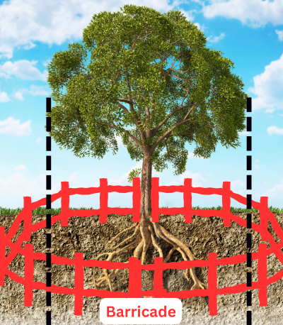 Tree with proper barricade installation outside of the dripline rootzone